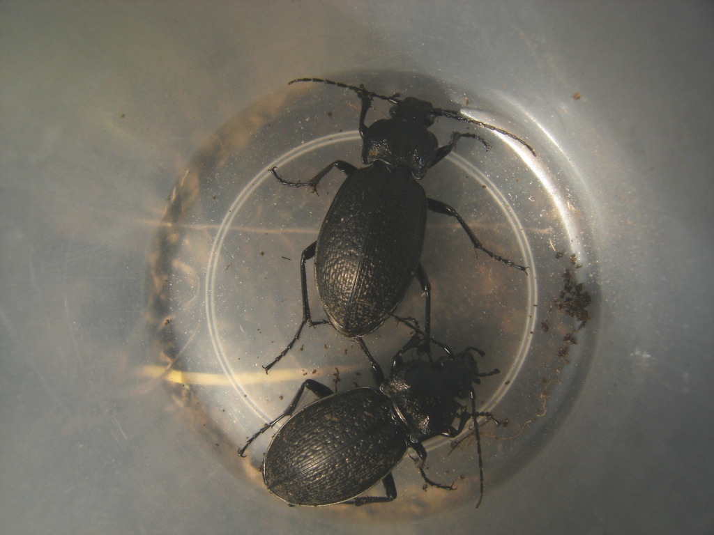 Carabus rossii (Carabidae)